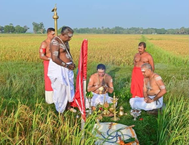 நல்லூர் கந்தன் ஆலயத்தில் நெற்புதிர் அறுவடை நிகழ்வு