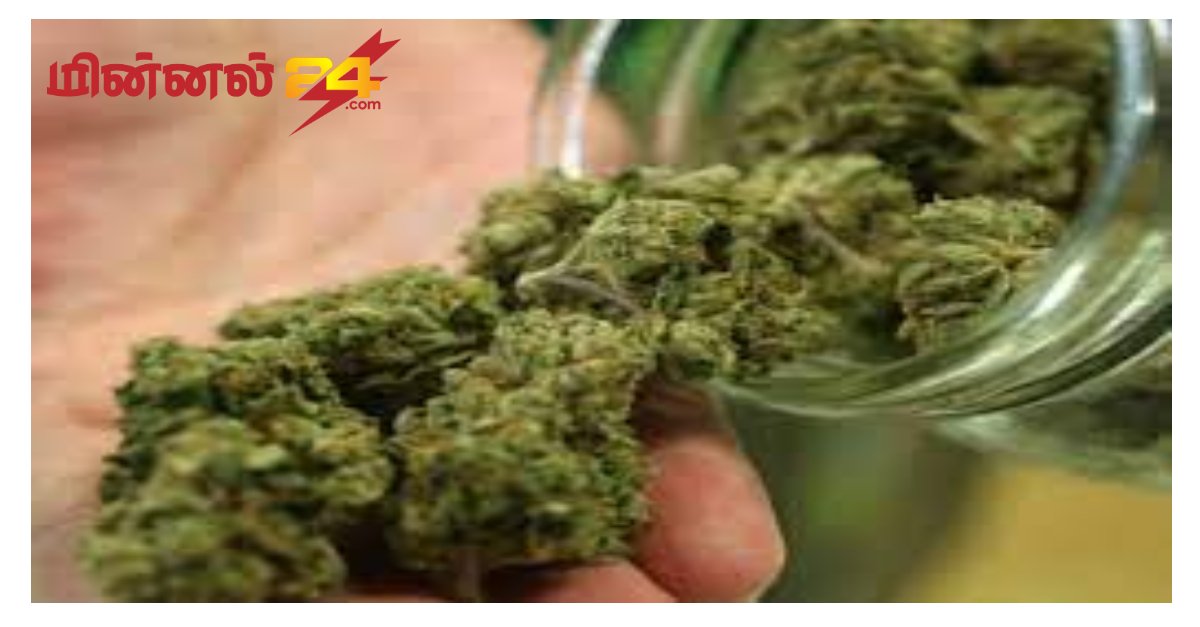 கோடிக்கணக்கான பெறுமதியுடைய அபின் மற்றும் கஞ்சா மீட்பு