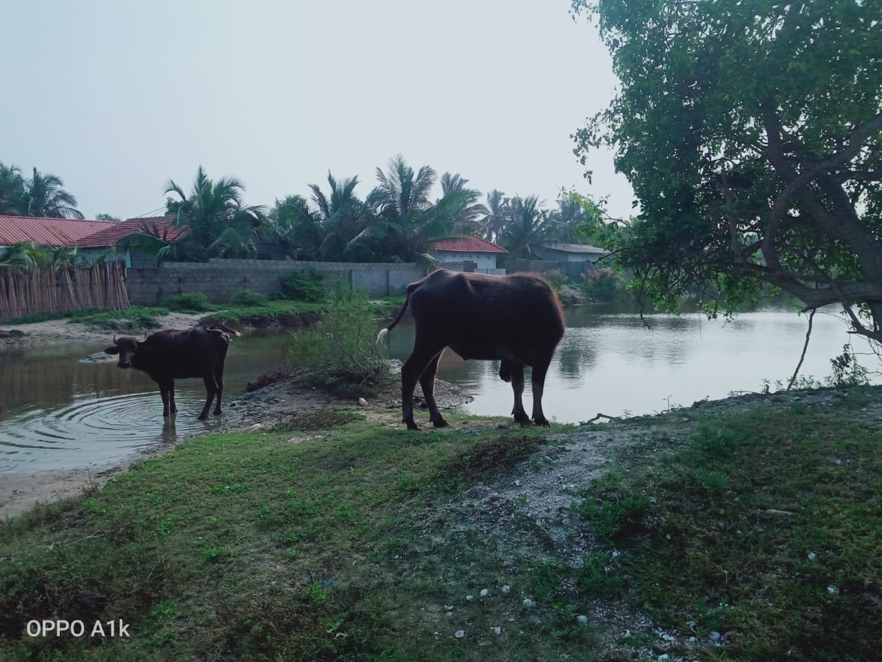கிராமங்களில் ஊடுருவிய கட்டாக்காலி எருமை மாடுகள்