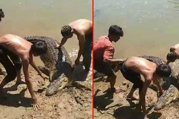 உயிரிழந்த நிலையில் மீட்கப்பட்ட முதலை