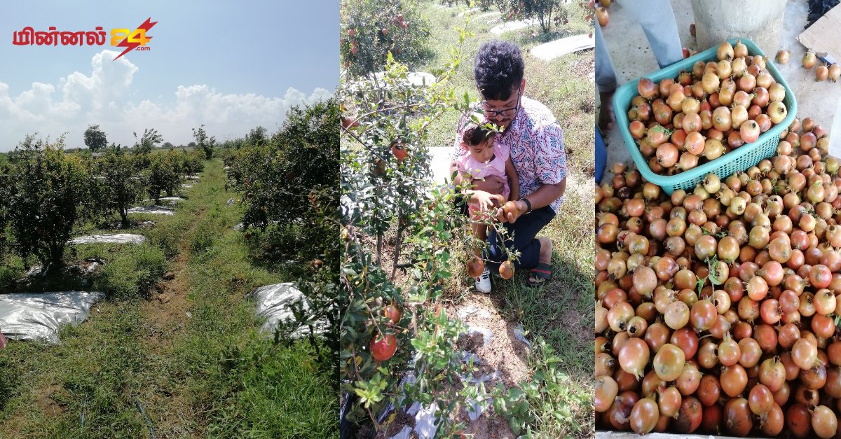 கிண்ணியாவில் காய்த்து குளுங்கும் மாதுளம் பழங்கள்