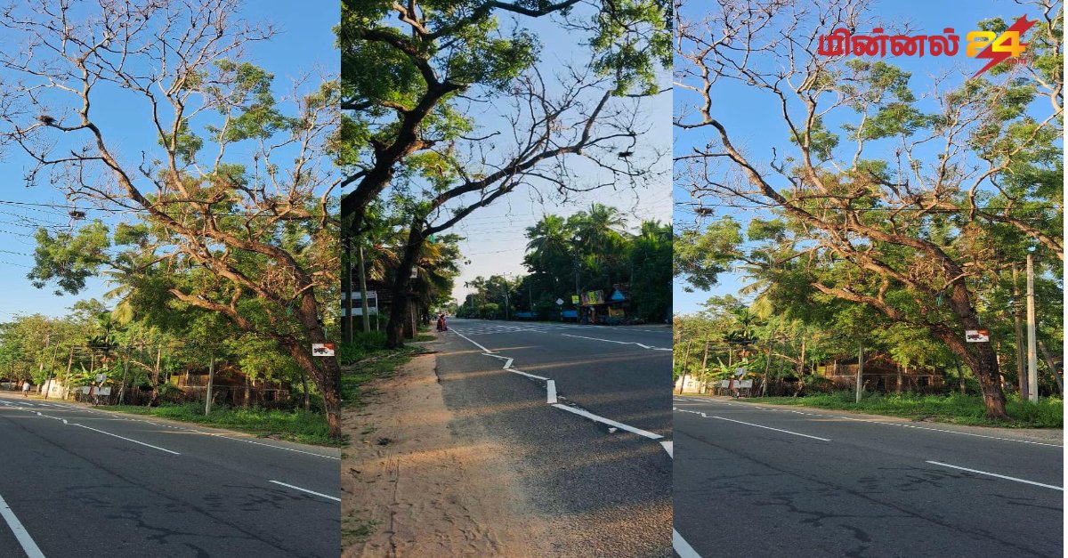 மட்டக்களப்பு தேற்றாத்தீவில் ஆபத்தான நிலையில் உள்ள மரம்