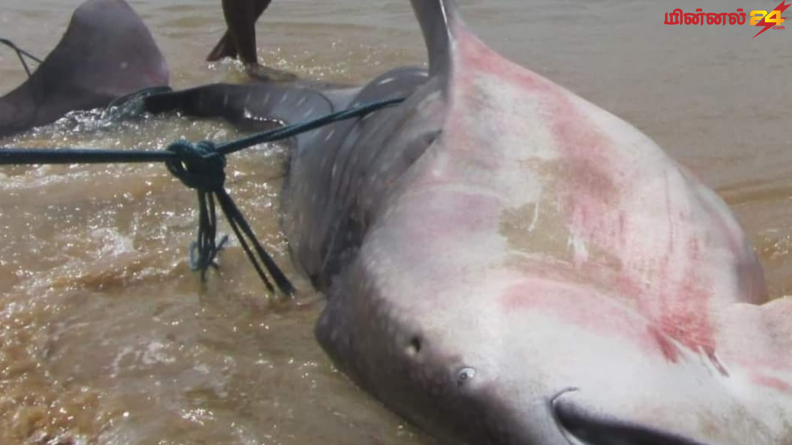 மீனவரின் வலையில் சிக்கிய 3700கிலோ எடை கொண்ட சுறா மீன்