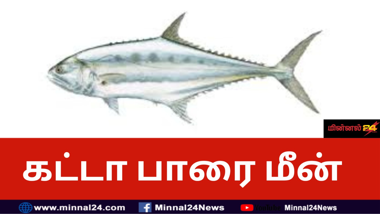 கட்டா பாறை மீன்