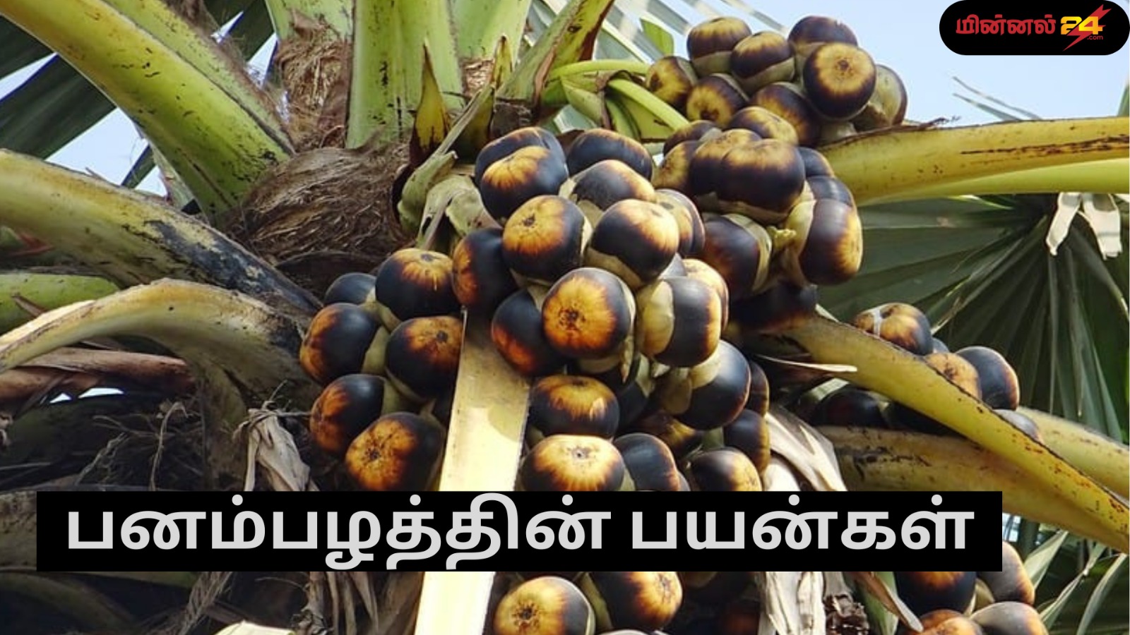 பனம்பழம் பயன்கள்