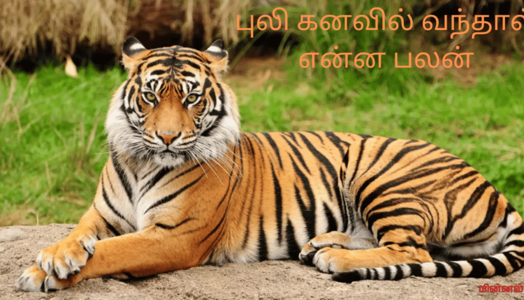 புலி கனவில் வந்தால் என்ன பலன்