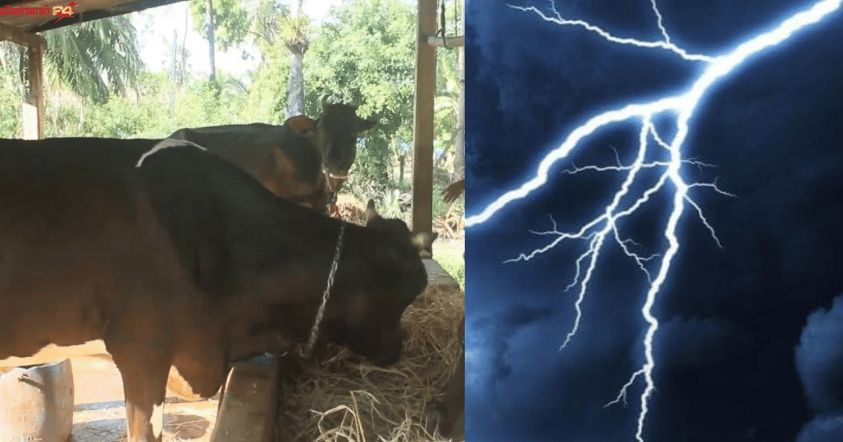 மின்சாரம் தாக்கி 4 மாடுகள் உயிரிழப்பு