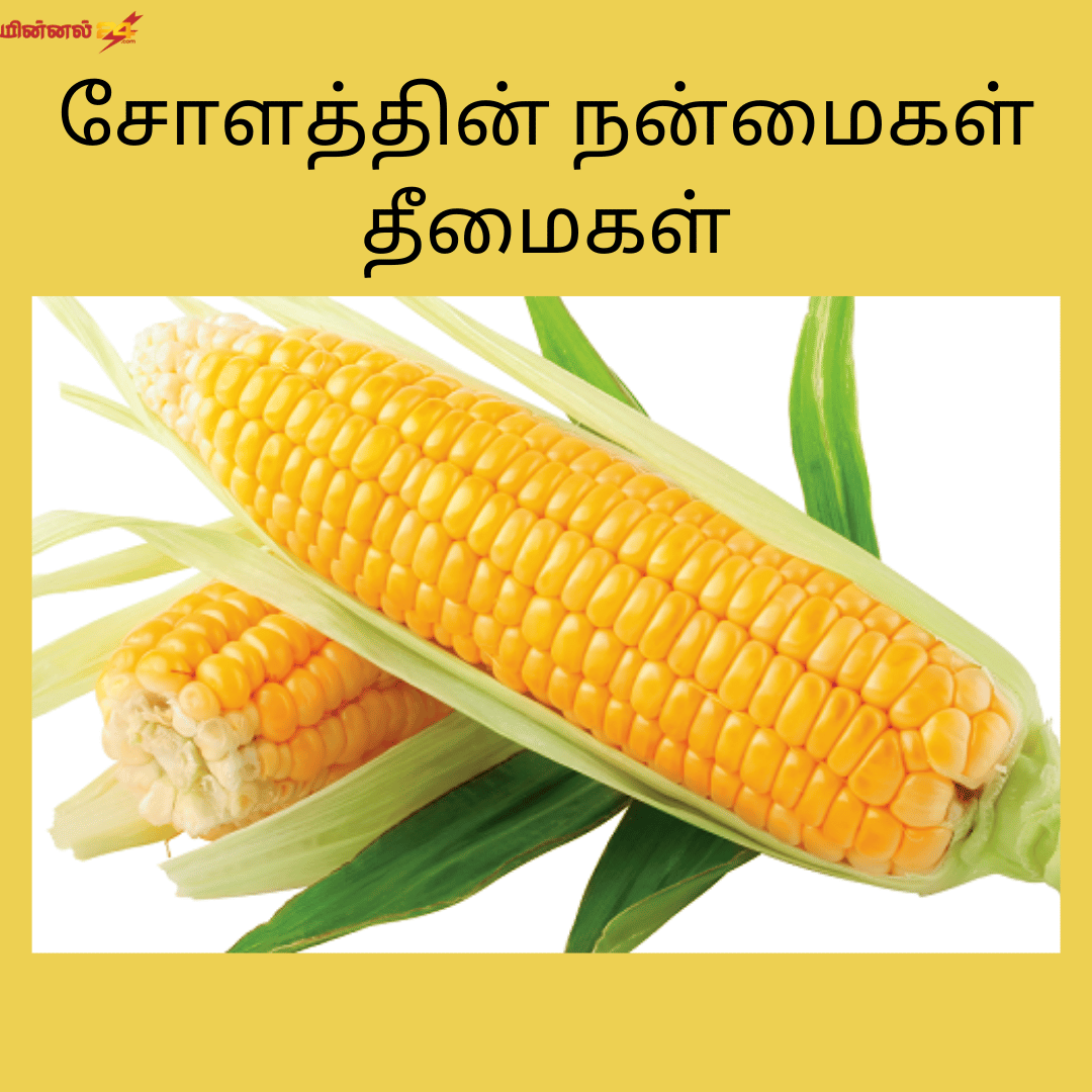 சோளத்தின் நன்மைகள் தீமைகள்