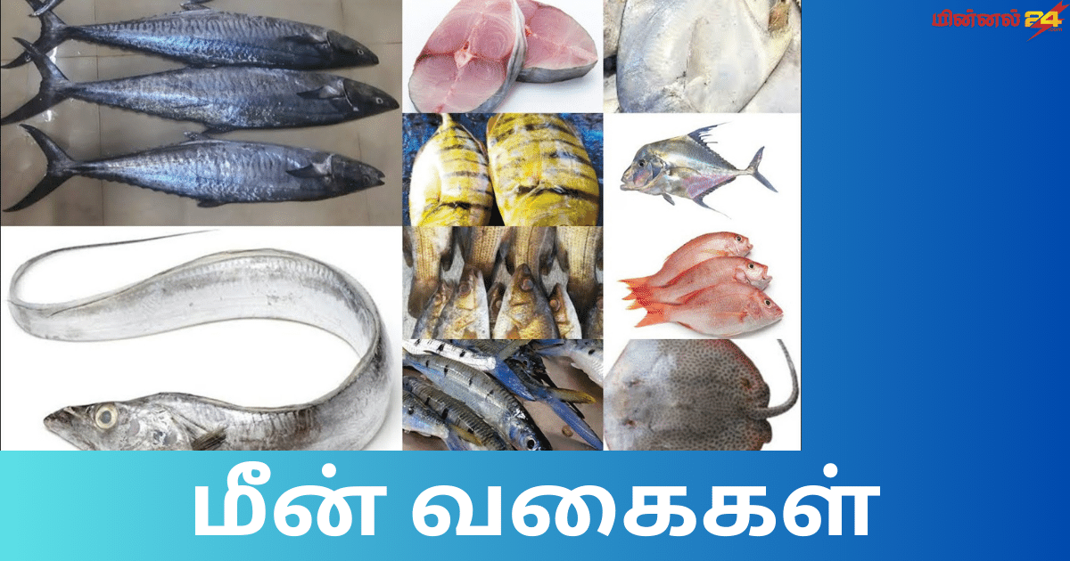 மீன் வகைகள்