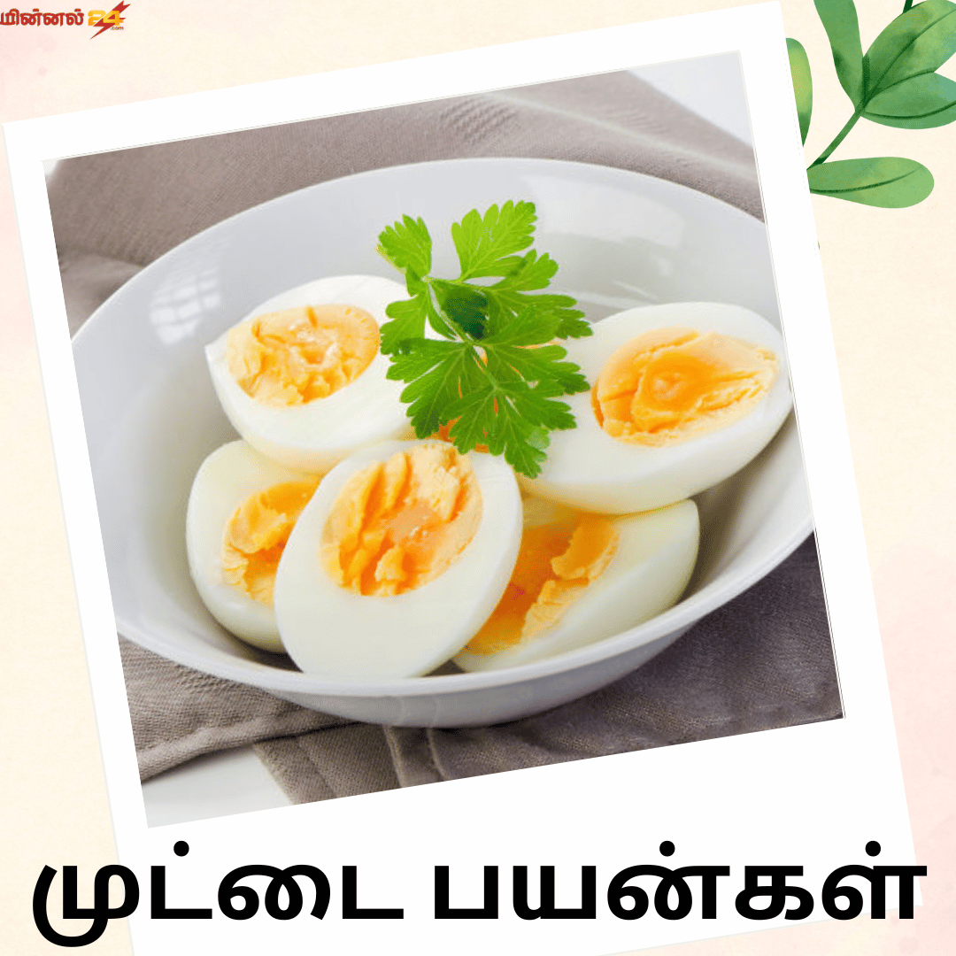 முட்டை பயன்கள்