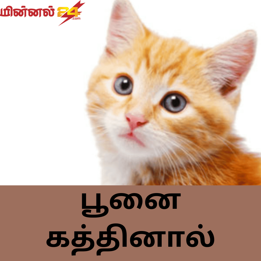 பூனை கத்தினால்