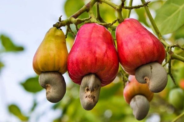 முந்திரி பழம் பயன்கள்