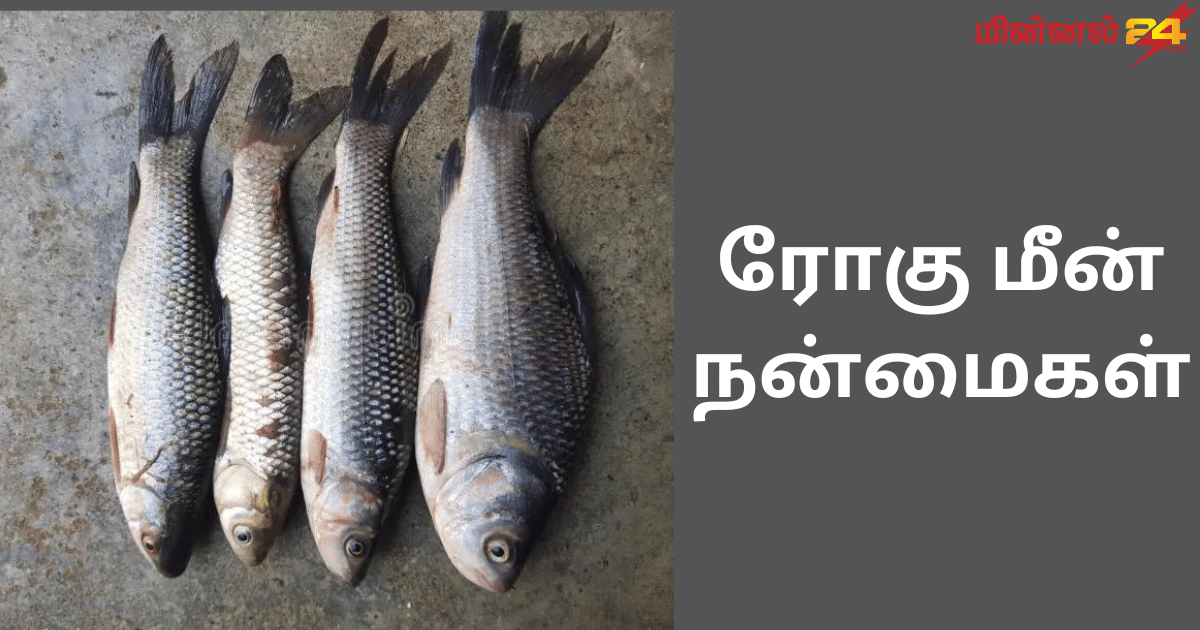 ரோகு மீன் நன்மைகள்