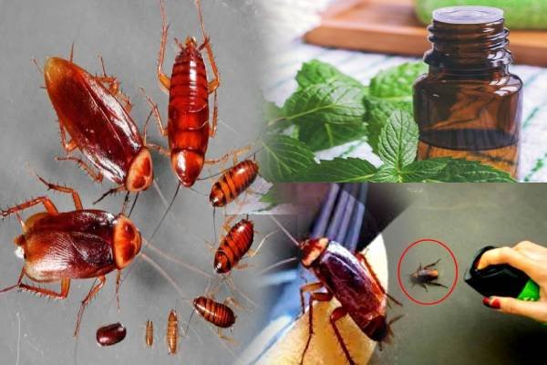 வீட்டில் கரப்பான் பூச்சி தொல்லை நீங்க