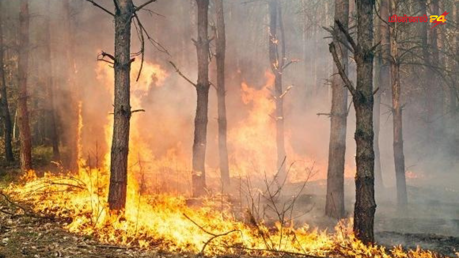 காடுகளுக்கு தீ மூட்டுவோர்: அறியத்தருவோருக்கு வெகுமதி