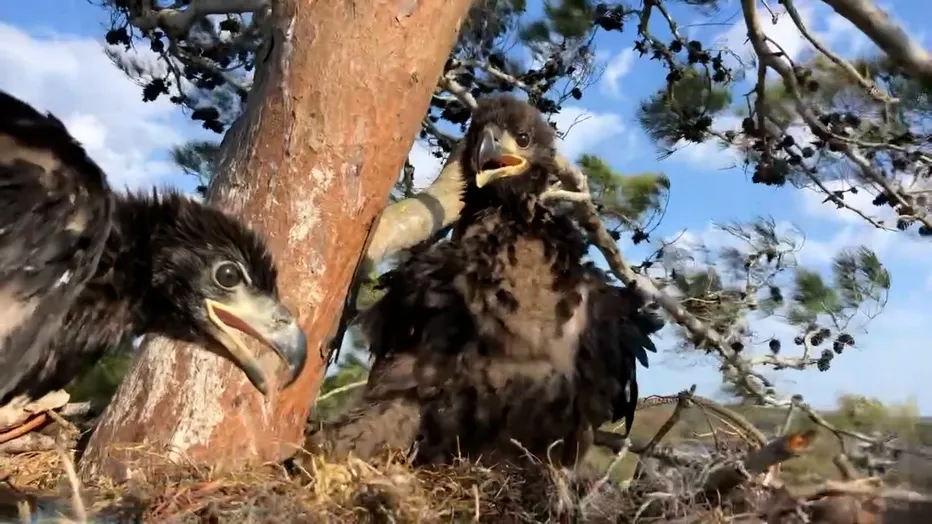 குளவி கூட்டை தாக்கிய கழுகு : 12 பேர் மீது குளவி கொட்டு!