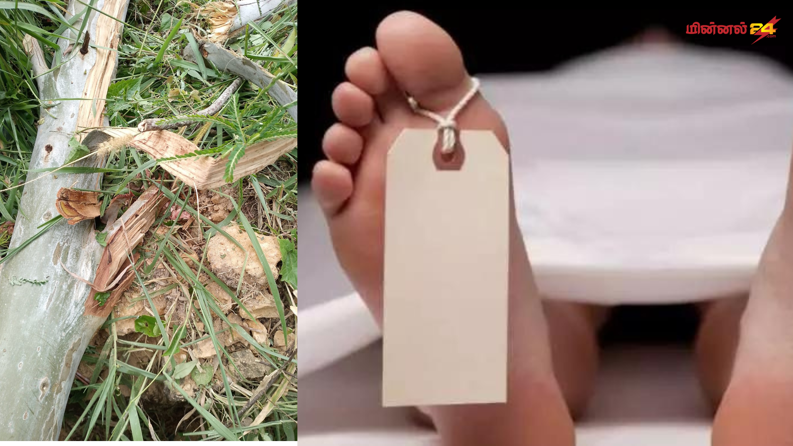 மரம் விழுந்து ஒருவர் பலி