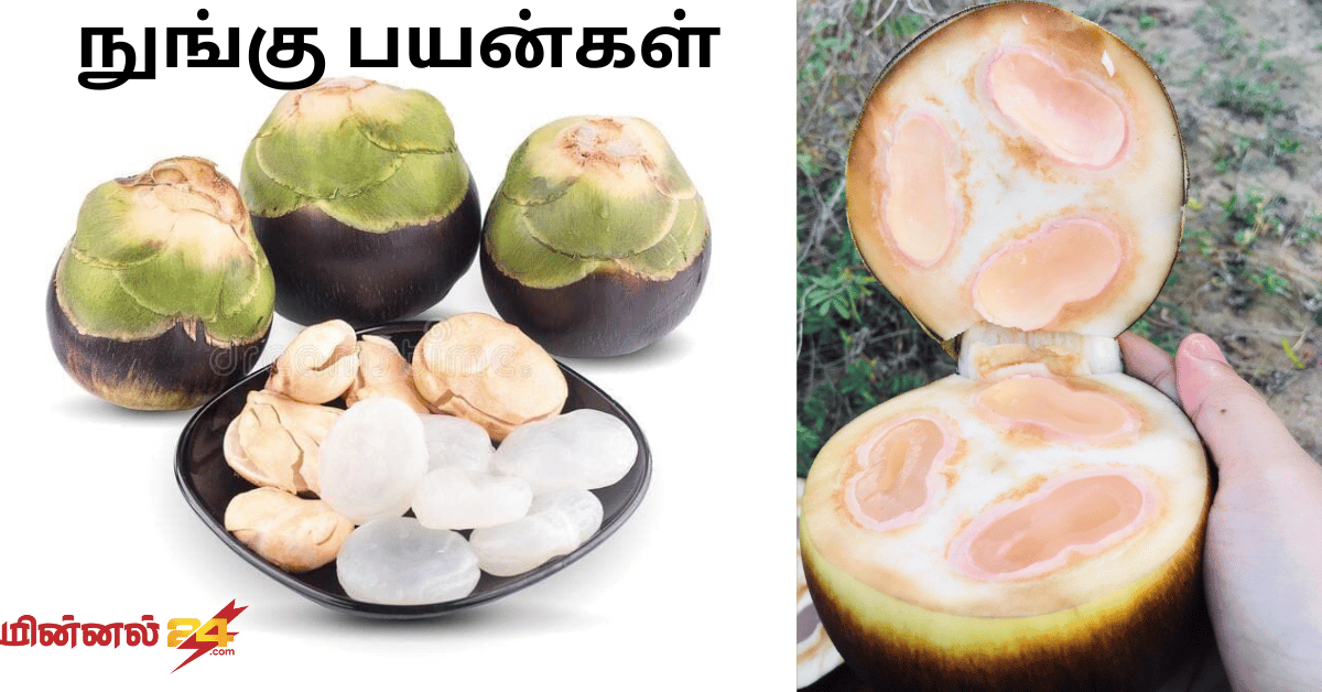 நுங்கு பயன்கள்