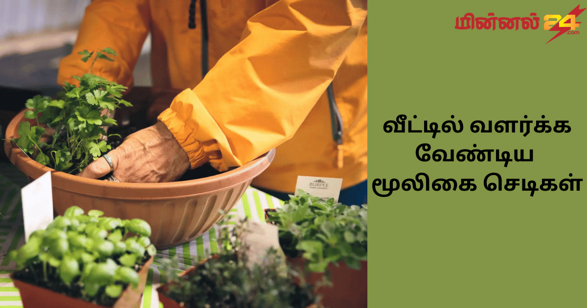 வீட்டில் வளர்க்க வேண்டிய மூலிகை செடிகள்