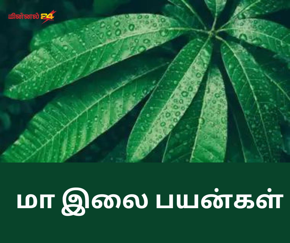 மா இலை பயன்கள்