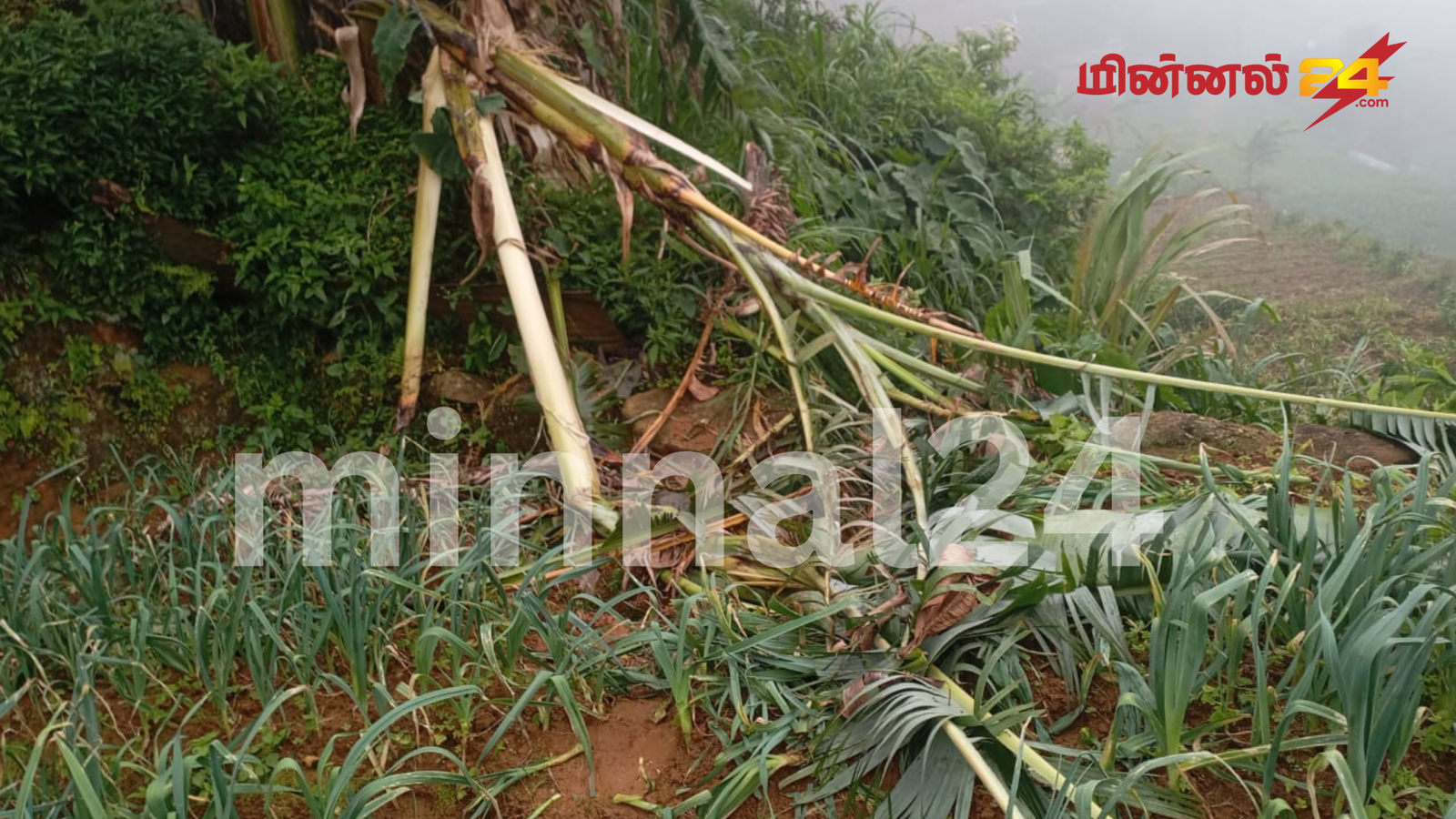 விவசாய பயிர்களுக்கு சேதம் விளைவித்த காட்டு யானைகள்
