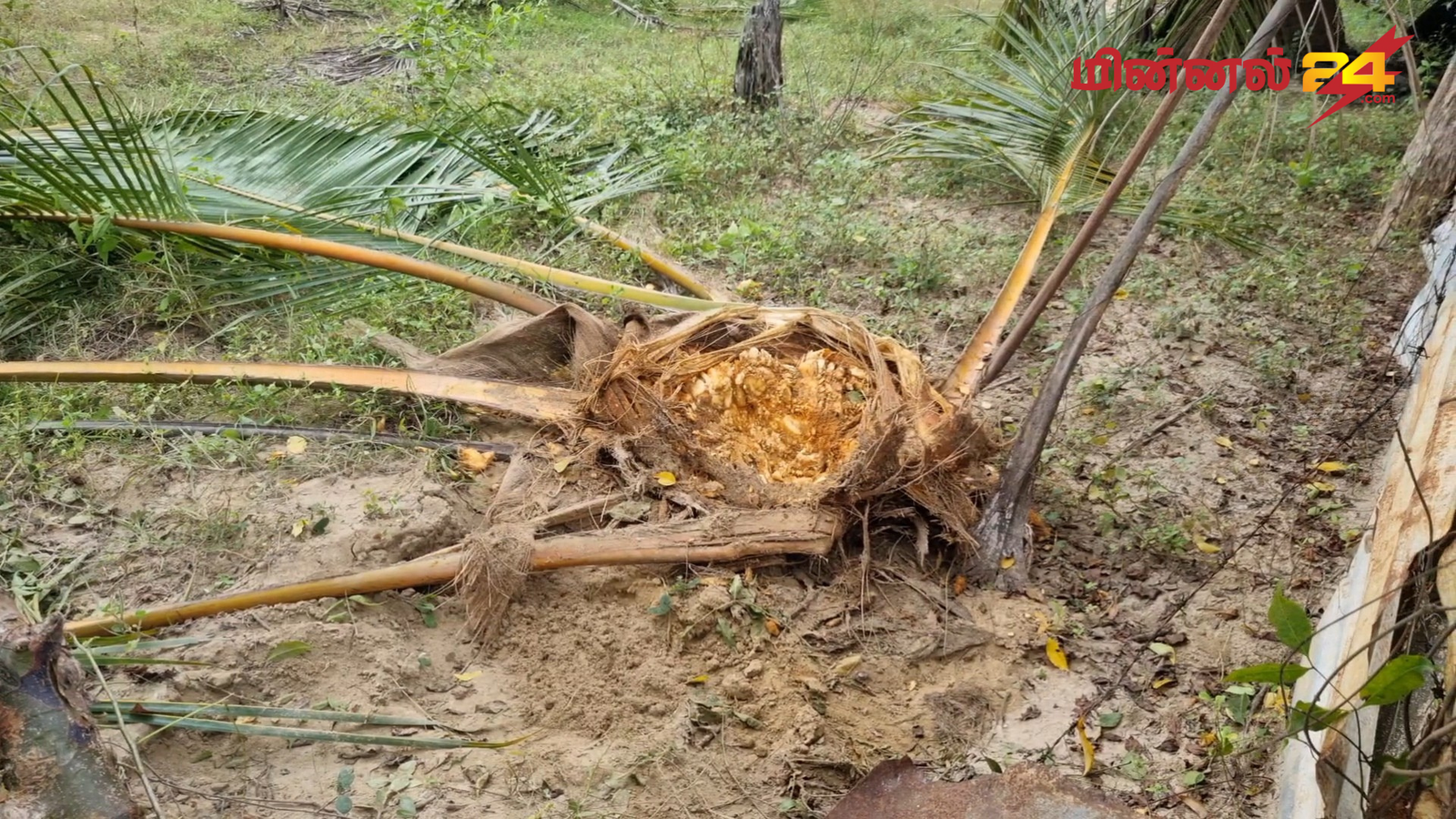 முல்லைத்தீவில் காட்டுயானைகள் அட்டகாசம்: 40 தென்னைமரங்கள் அழிப்பு