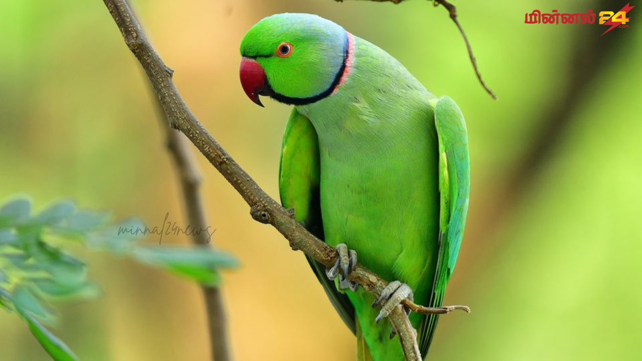 பொலிஸாருக்கு அதிர்ச்சி கொடுத்த கிளி