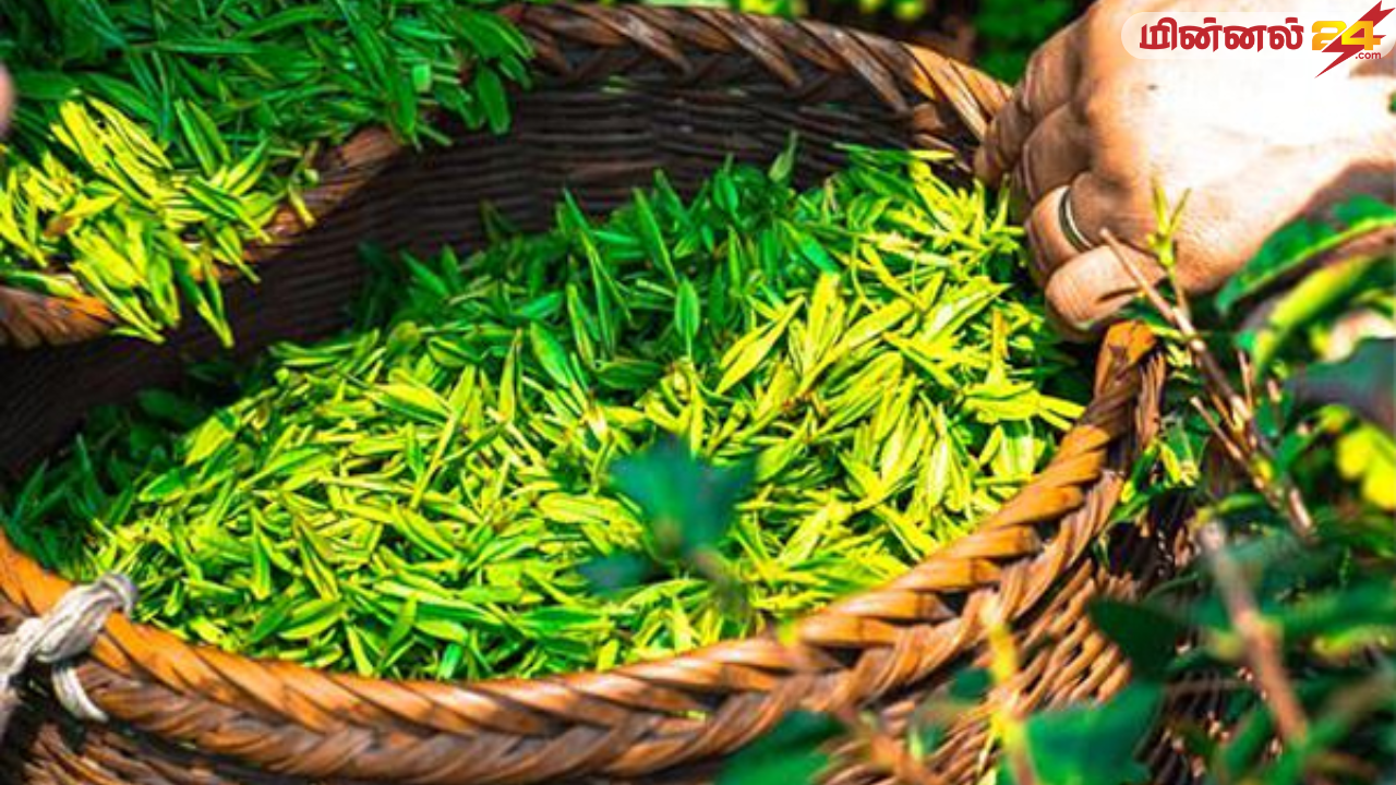 கடந்த மாதத்தில் தேயிலை ஏற்றுமதியில் வீழ்ச்சி