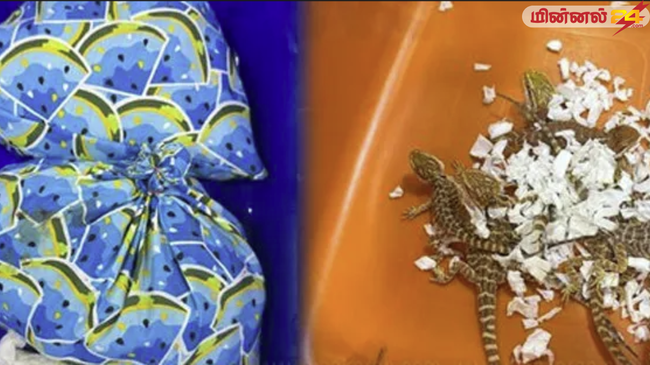 இலங்கையிலிருந்து கடத்திச் செல்லப்பட்ட அரிய வகை வன உயிரினங்கள்