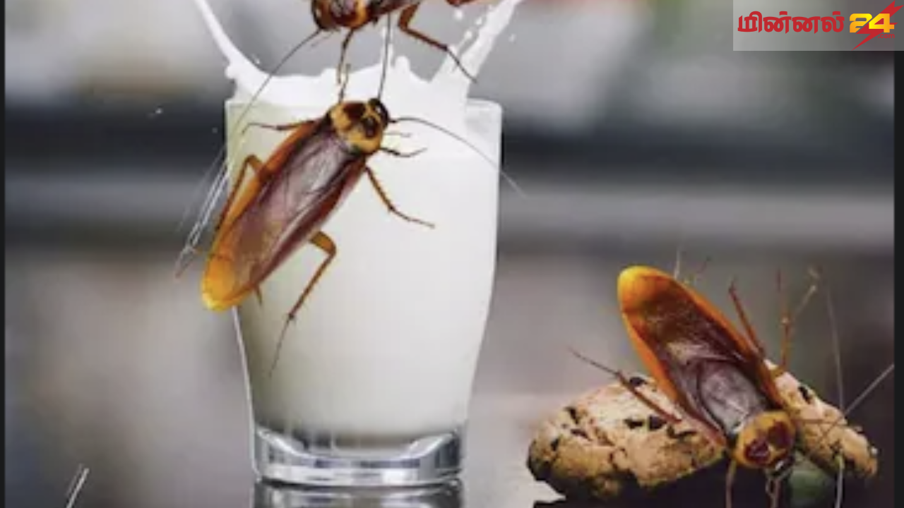 கரப்பான் பூச்சி பால்