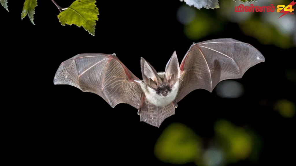 வௌவால் தினம் (Bat Appreciation Day)