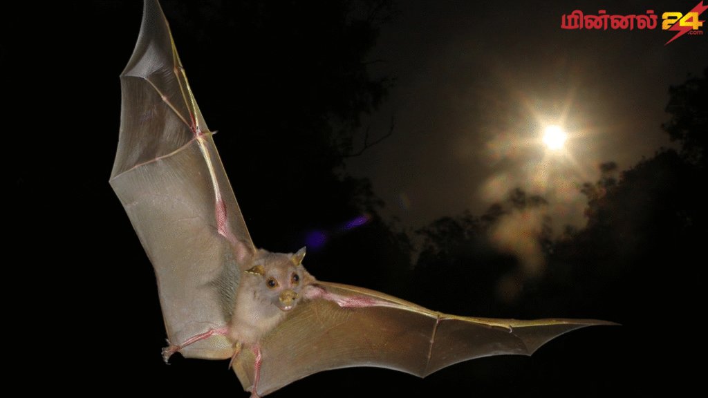 வௌவால் தினம் (Bat Appreciation Day)