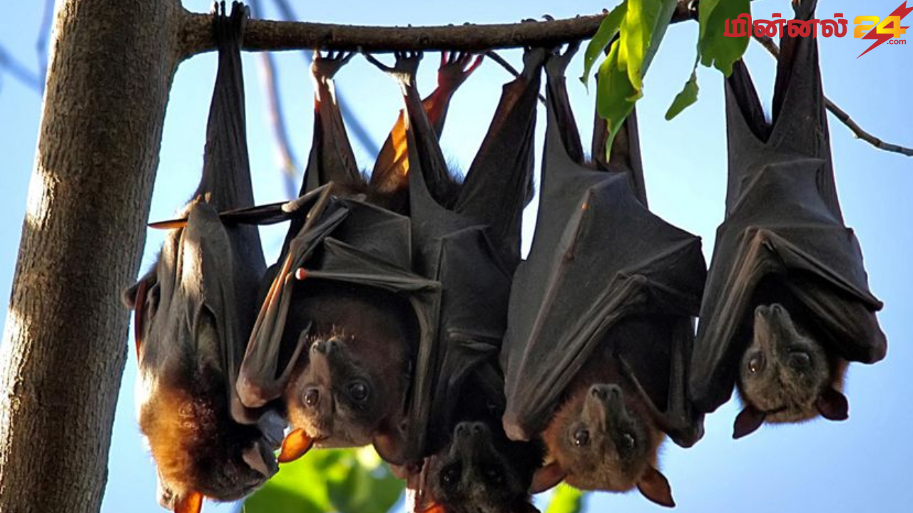 வௌவால் தினம் (Bat Appreciation Day)