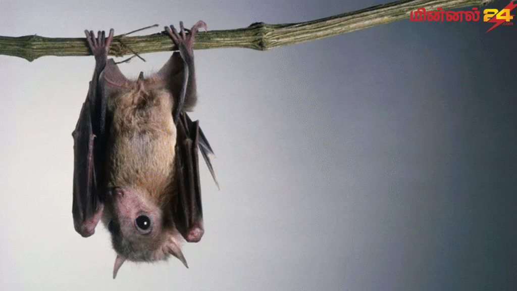 வௌவால் தினம் (Bat Appreciation Day)