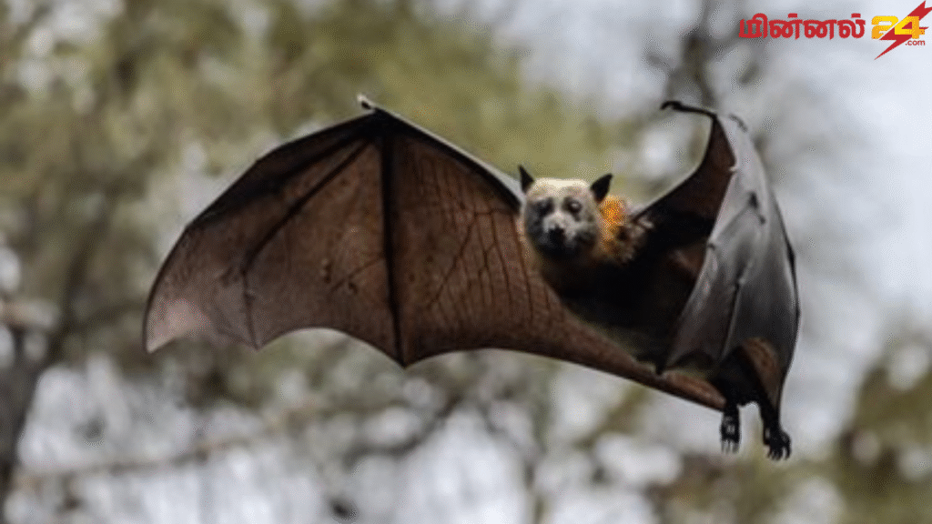 வௌவால் தினம் (Bat Appreciation Day)