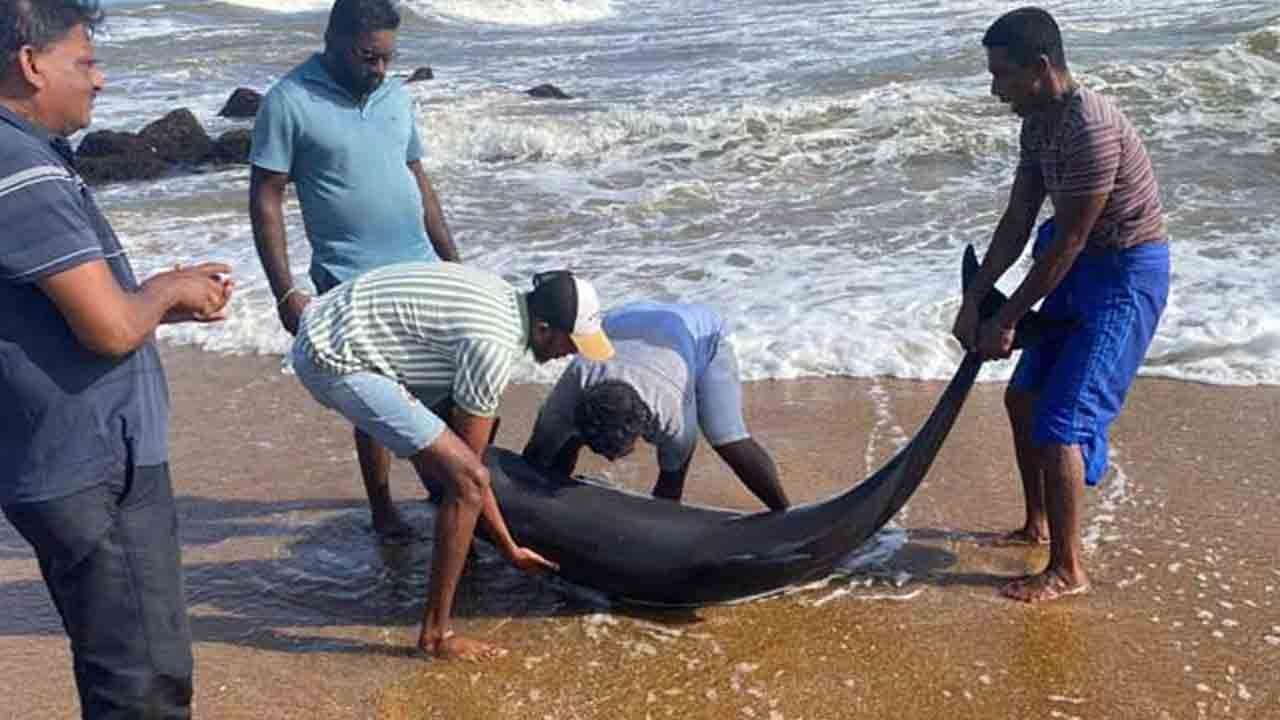 களுத்துறை கடற்கரையில் கரையொதுங்கிய டொல்பின்கள்