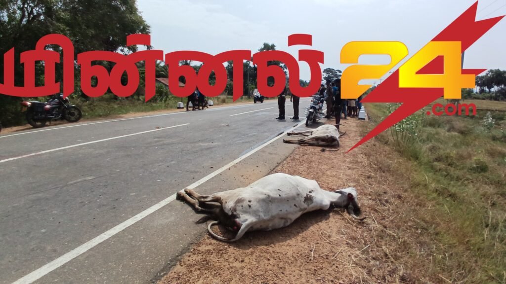 வடக்கு மாகாண பொலிஸ்மா அதிபரின் வாகனம் மாட்டுடன் மோதி விபத்து
