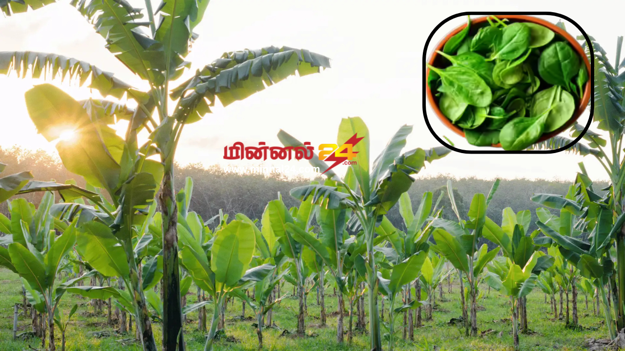 வாழை "மரம்" அல்ல அது ஒரு கீரை