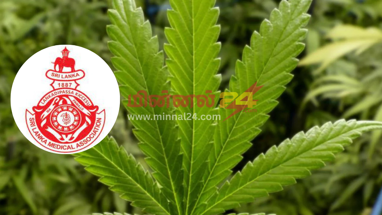 கஞ்சா பயிரிட அனுமதிக்க தீர்மானம் - இலங்கை மருத்துவ சங்கம் எதிர்ப்பு