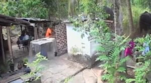 அனுராதபுரத்தில் காட்டு யானை தாக்கியதில் பெண் உயிரிழப்பு