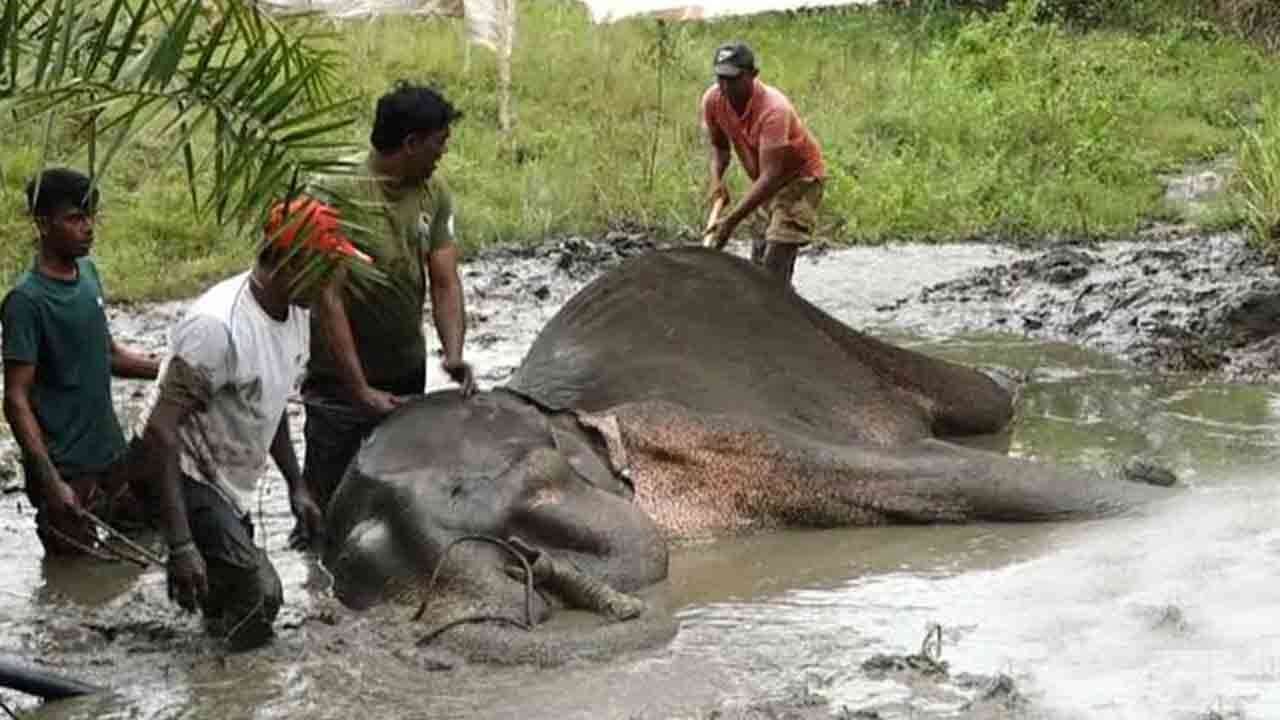 உயிரிழந்த நிலையில் மற்றுமொரு யானையின் சடலம் மீட்பு