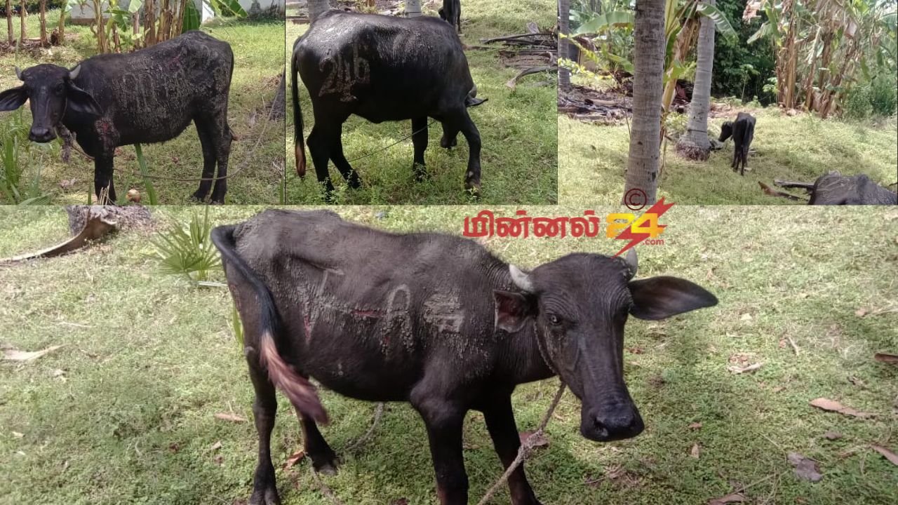 திருகோணமலை -சேருநுவர பகுதியில் திருடப்பட்ட மாடுகள் பொலிஸாரால் மீட்பு!