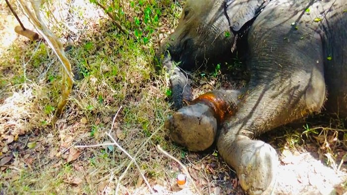யாலவில் காயமடைந்த குட்டி யானை மீட்பு – வனவிலங்கு அதிகாரிகள் சிகிச்சை அளிப்பு