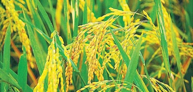 நெல் விலை வீழ்ச்சி - விவசாயிகள் பாதிப்பு