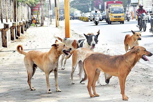 கட்டாக்காலி நாய்களை கட்டுப்படுத்த கருத்தடைத் திட்டம் - வட மாகாண உள்ளூராட்சி அமைச்சு
