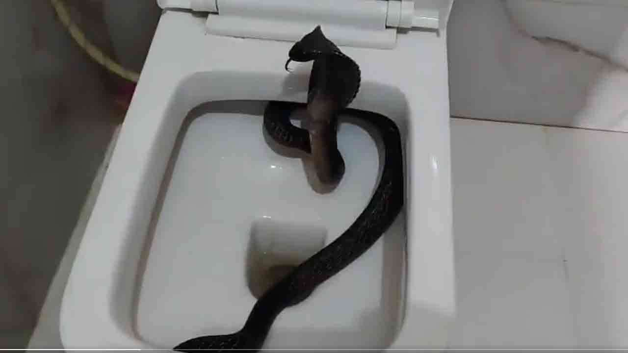 கழிவறையில் இருந்த கரு நாகம் : வைரல் வீடியோ!