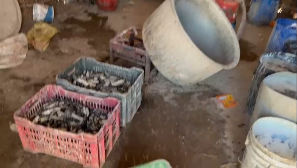 இலங்கைக்கு கடத்துவதற்காக வைத்திருந்த 10 லட்சம் மதிப்பிலான தடை செய்யப்பட்ட கடல் அட்டைகள் பறிமுதல்