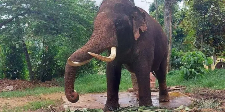 தாய்லாந்து யானைகள் தொடர்பில் ஆராய குழு நியமனம்