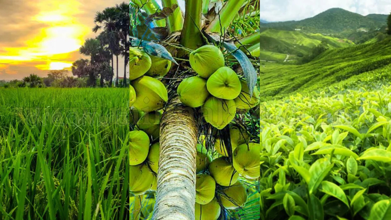 இலங்கை விவசாயத்துறைன் வளர்ச்சி மற்றும் வீழ்ச்சி