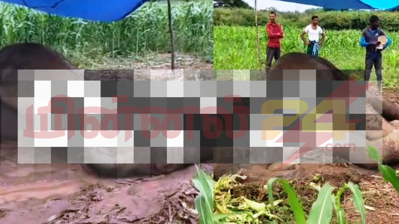 மகாஓயா பகுதியில் இறந்த யானை குறித்து விசாரணை